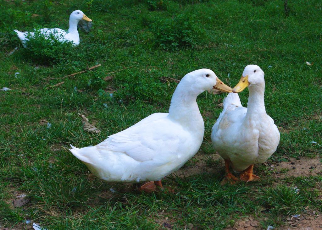 2_ducks