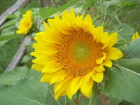 Farm_sunflowers_mix_onions_015