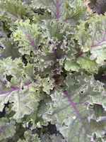 Red_kale