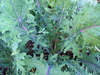 Red_winter_kale