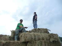First_hay_2011_057