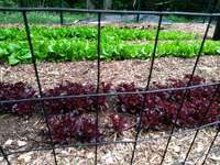 Red_and_green_salad_mix