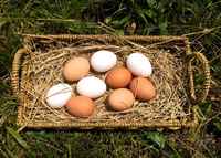 Eggsbasket