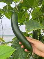 English_cucumber