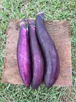 Japanese_eggplant