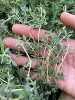 Thyme_on_hand