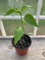 Pepper_plant