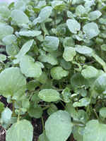 Watercress