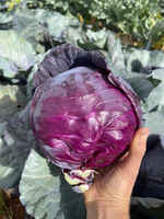 Purplecabbage