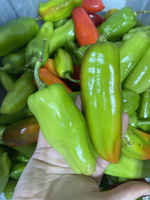 Cubanelle_peppers