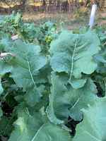 Collard_greens